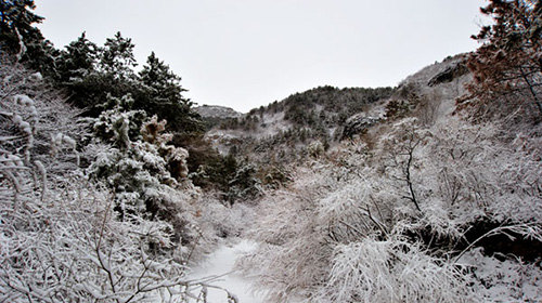 凤凰山雪景