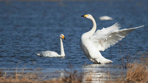 栖息在白石水库的白天鹅