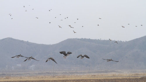 白石湿地栖息的候鸟