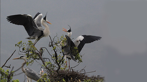 苏家营子●苍鹭